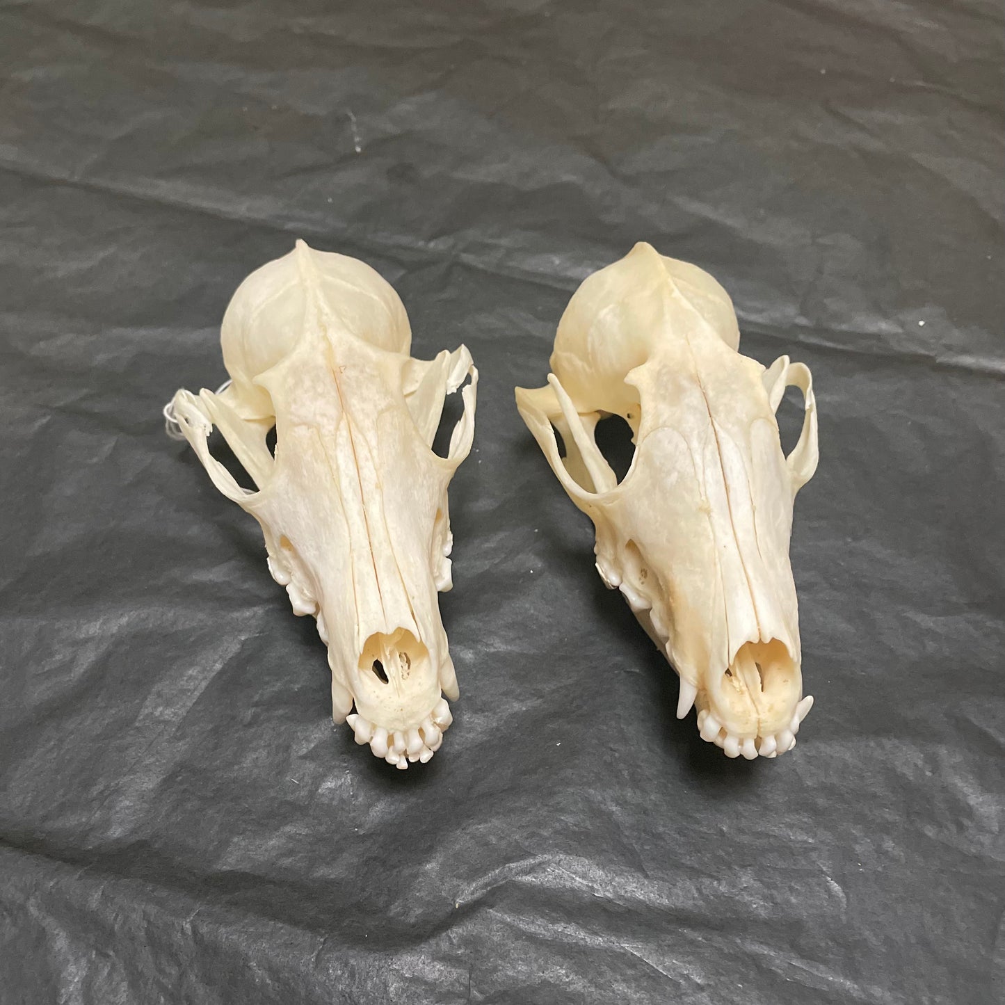 Red Fox Skull