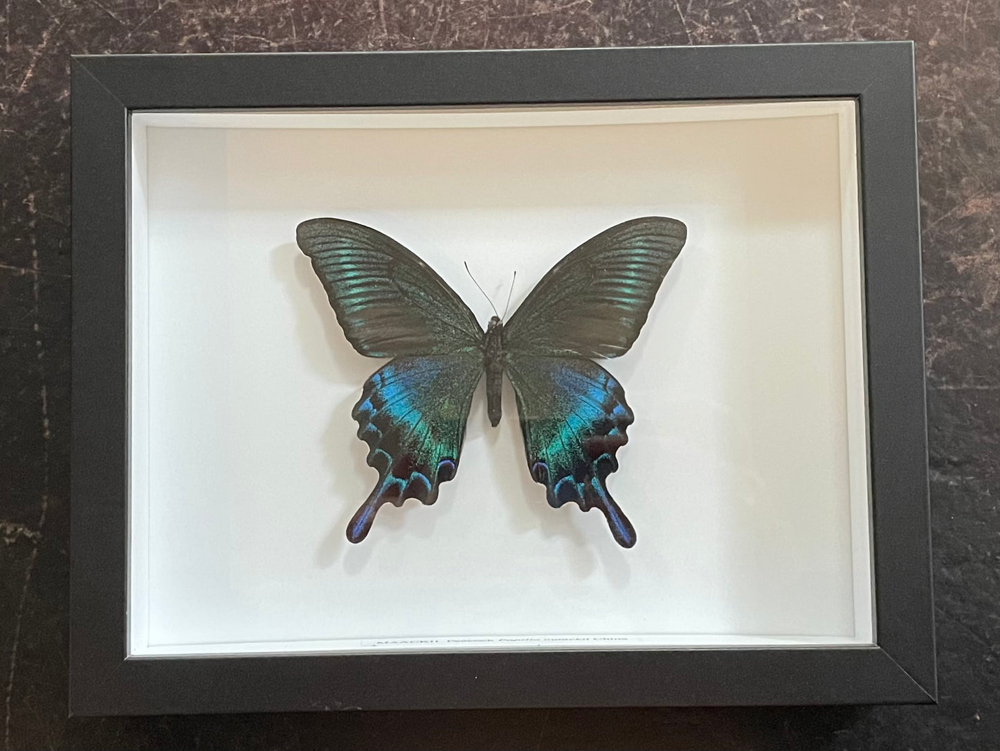 Maackii Peacock Butterfly