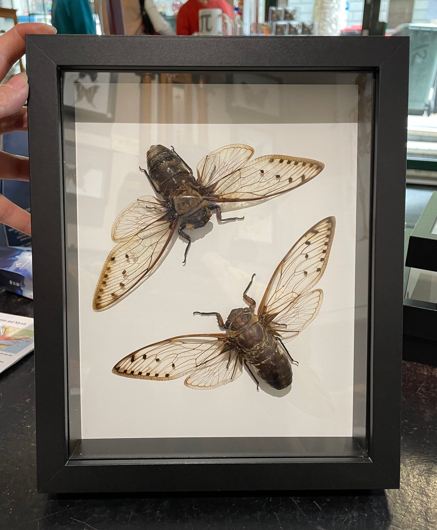 Double Giant Cicadas