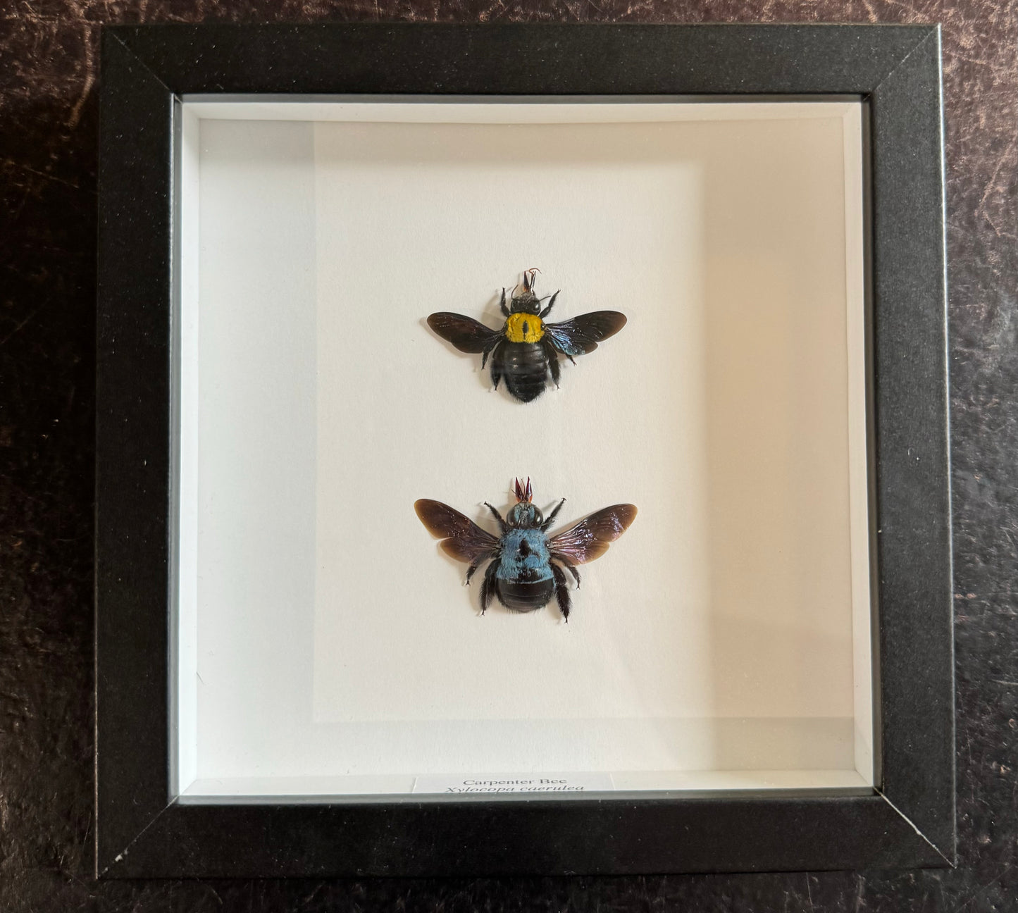 Carpenter Bees