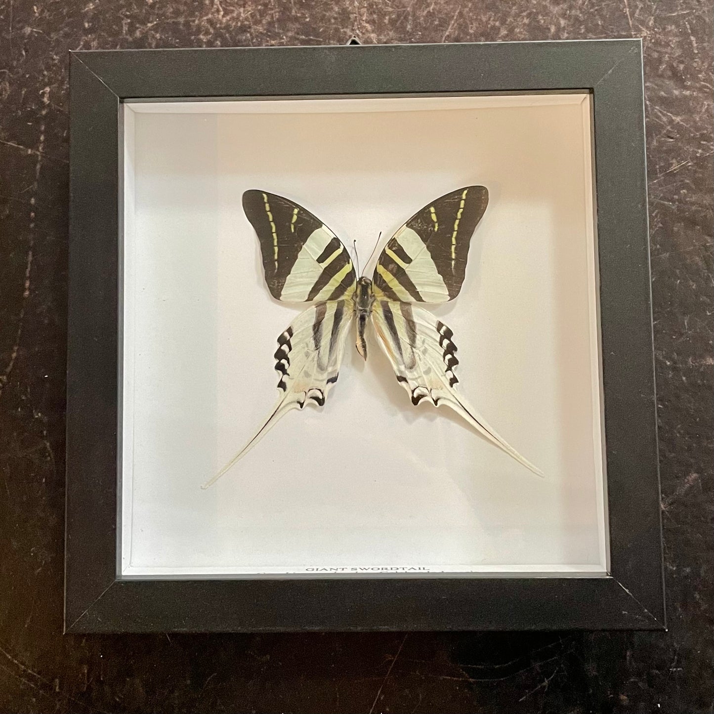 Giant Swordtail