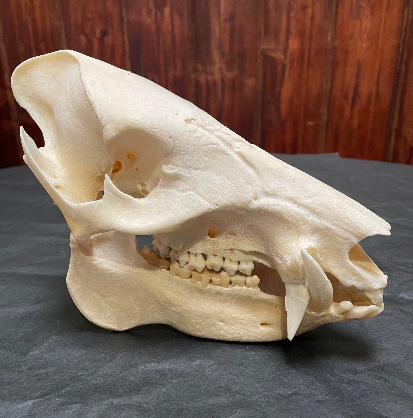 Peccary/Javelina Skull