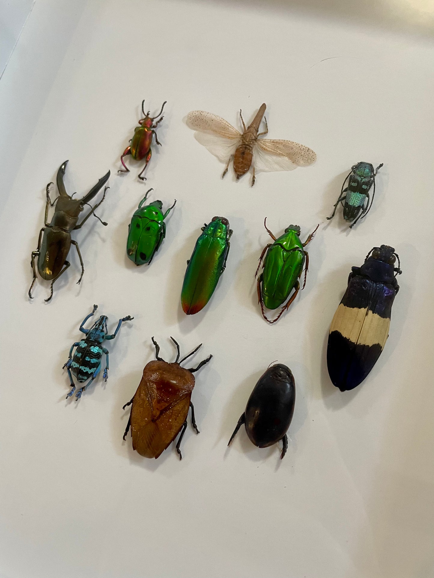 Mixed Beetles