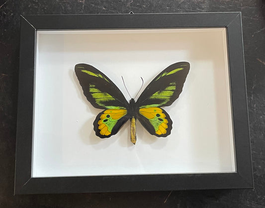 Rothschild Birdwing Butterfly