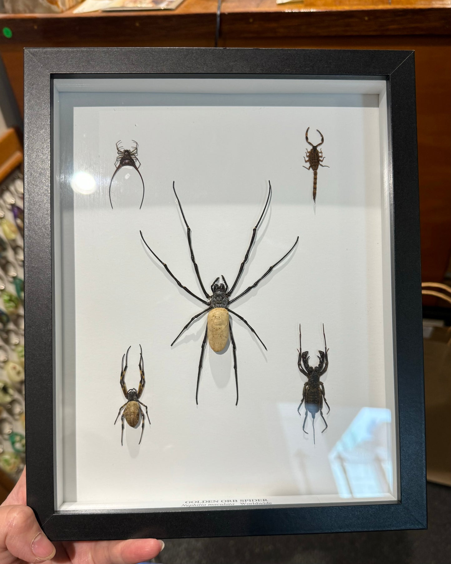 Golden orb spider mix