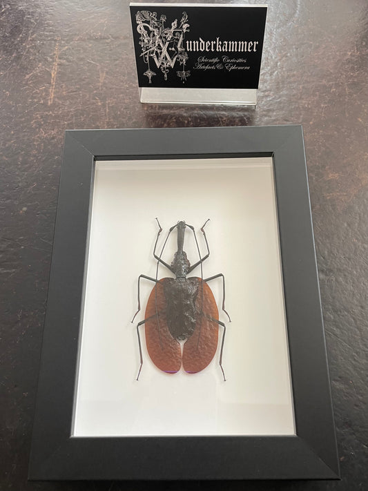 Violin Beetle