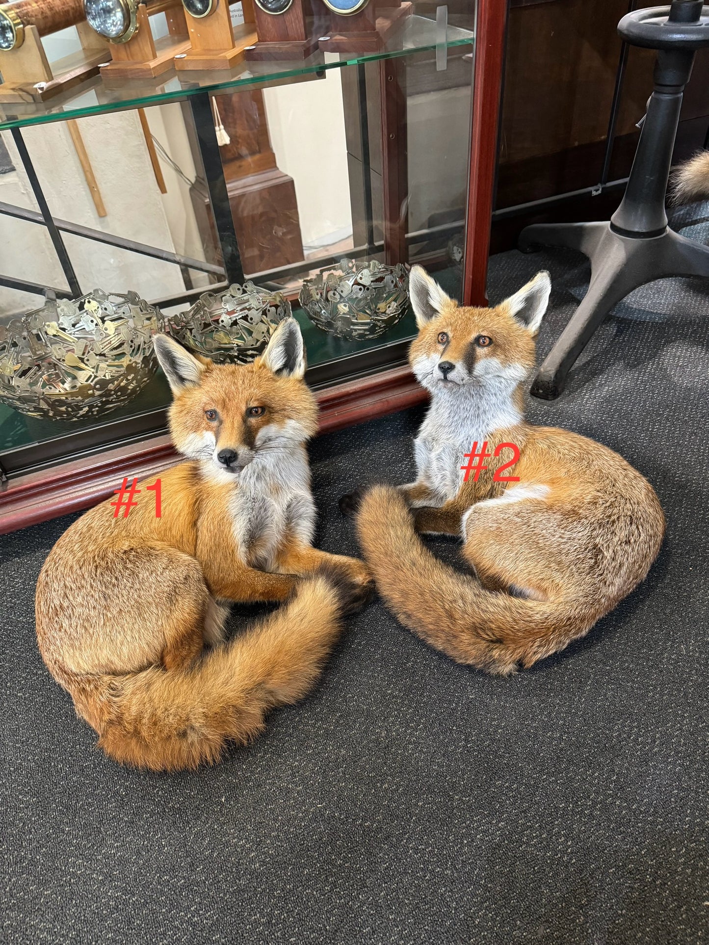 Taxidermy Foxes