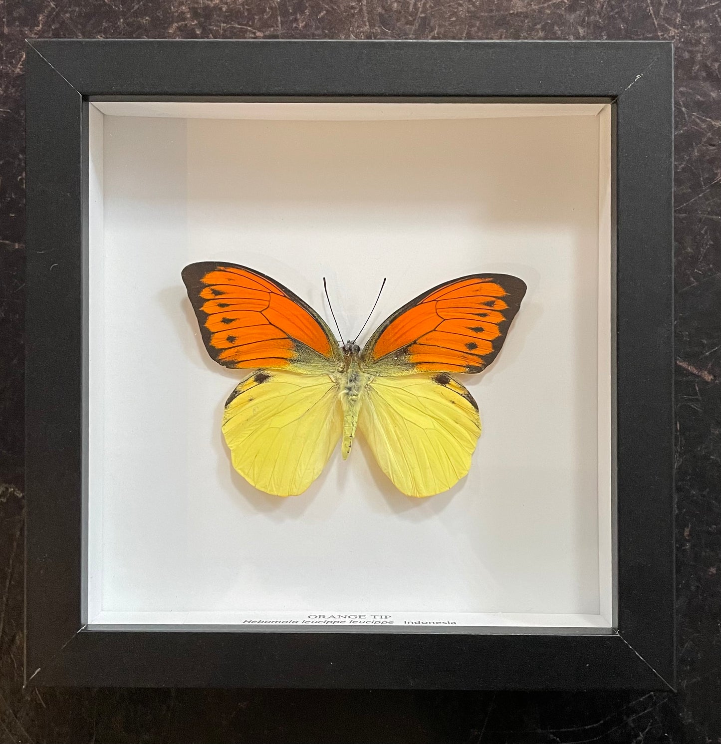 Orange Tip Butterfly