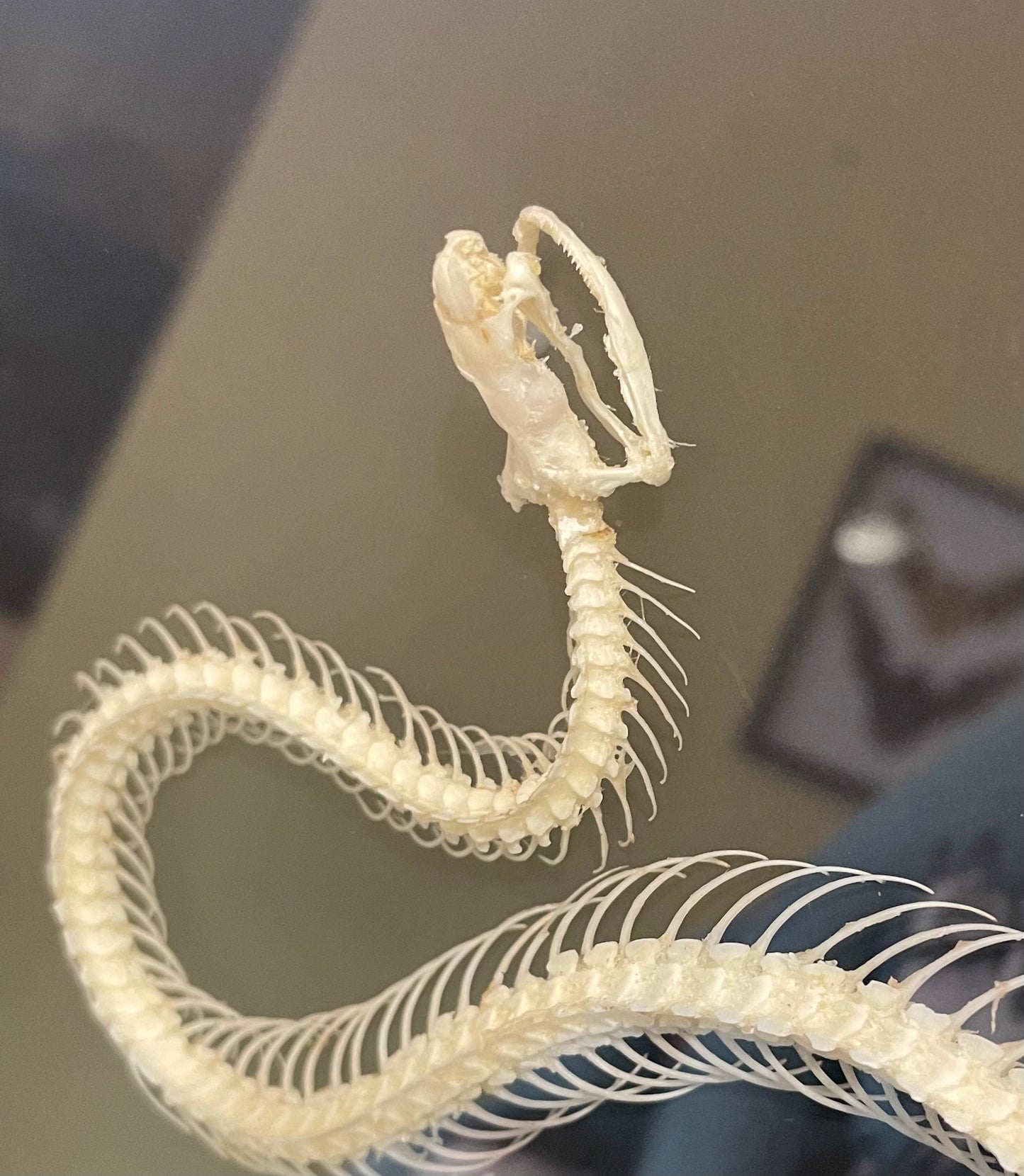 Snake Skeletons