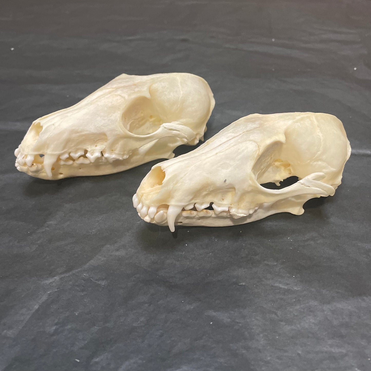 Red Fox Skull