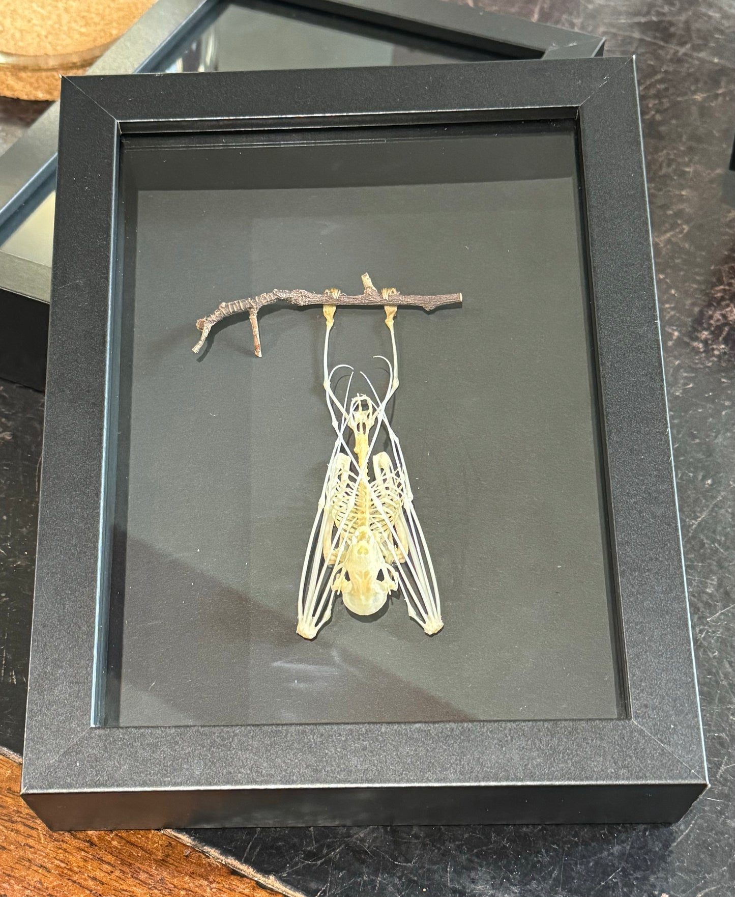 Hanging bat skeleton