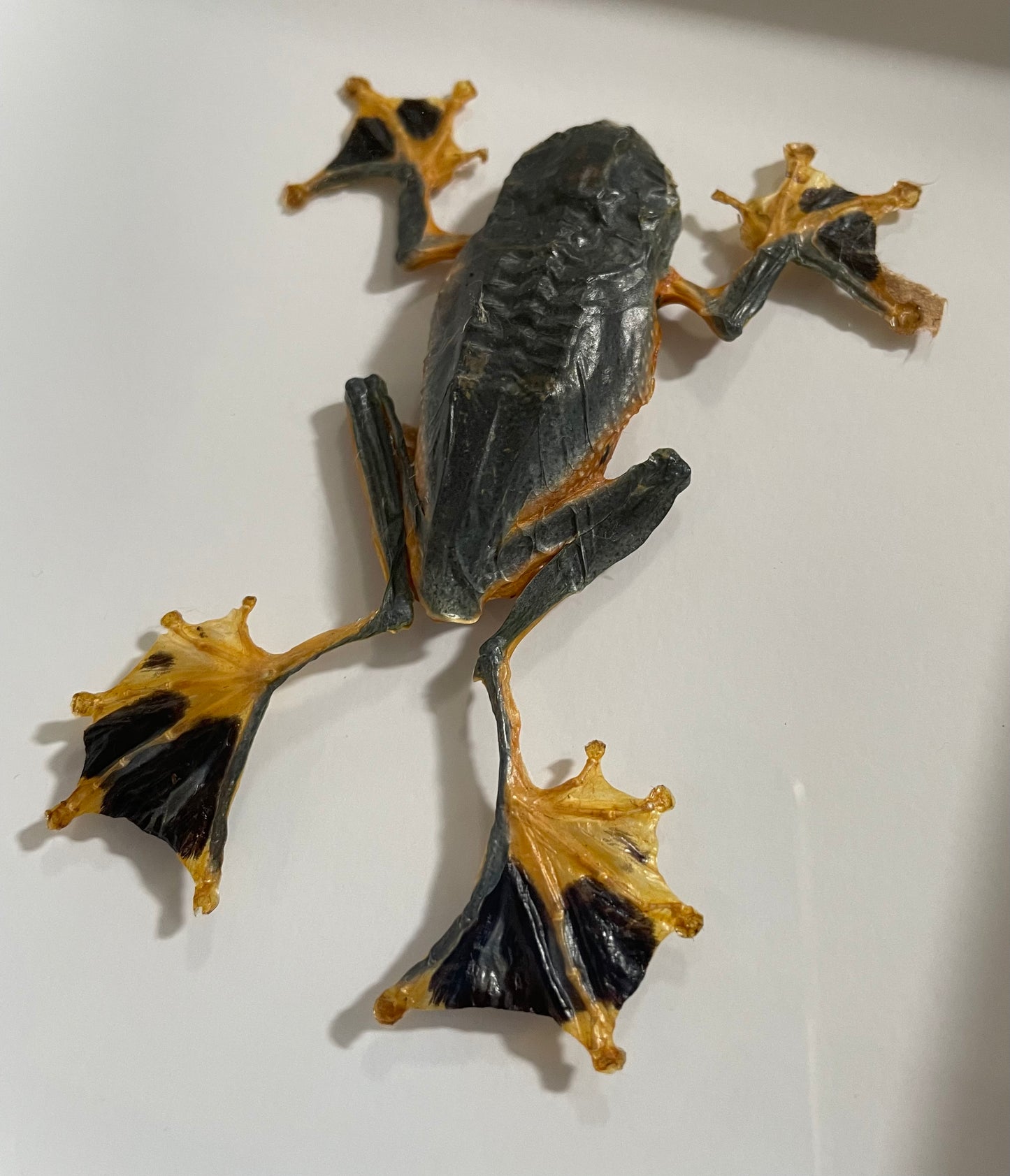 Flying Frog