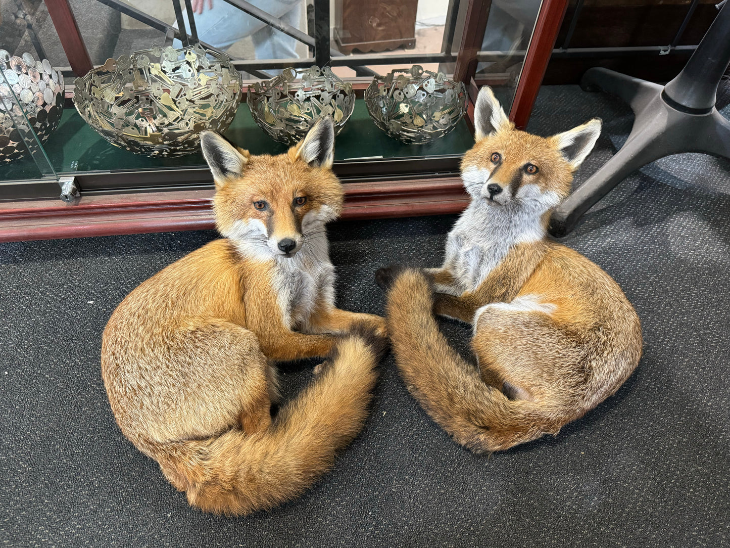 Taxidermy Foxes