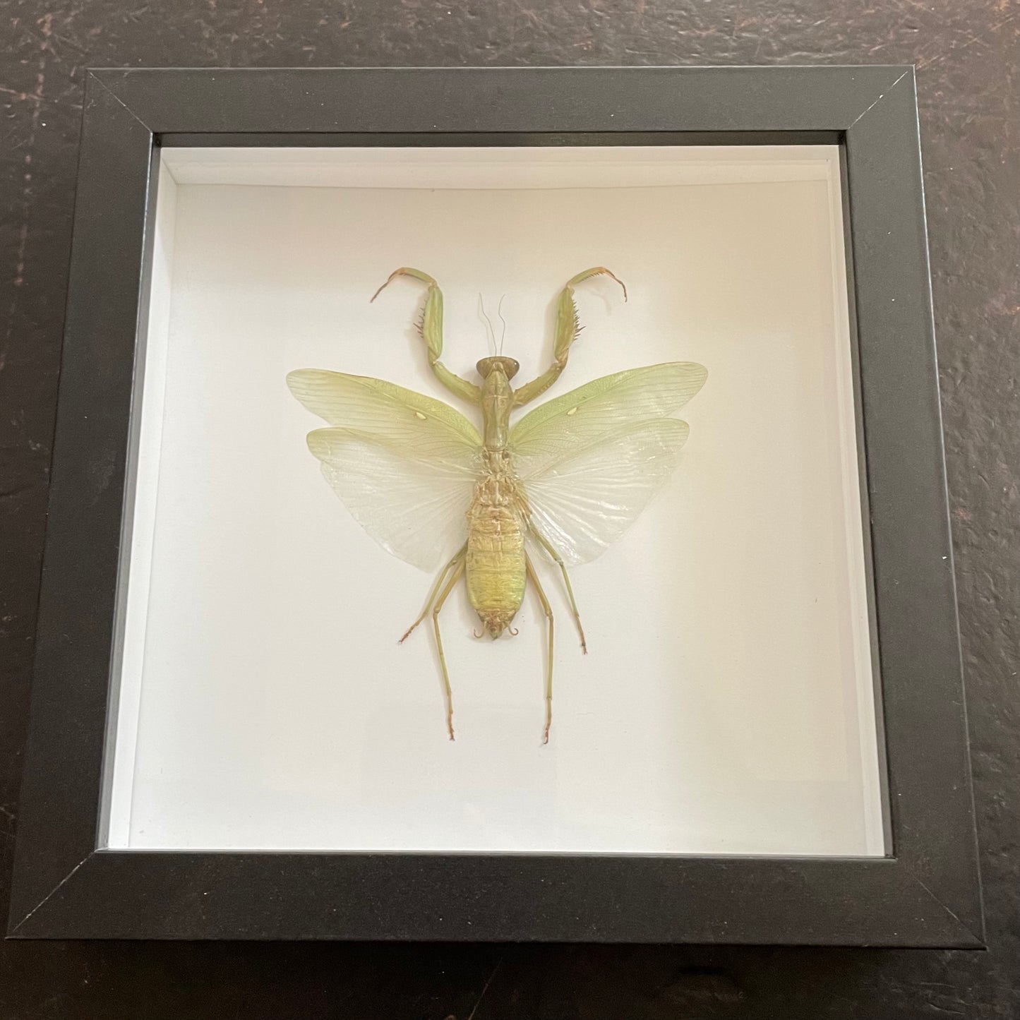 Praying Mantis