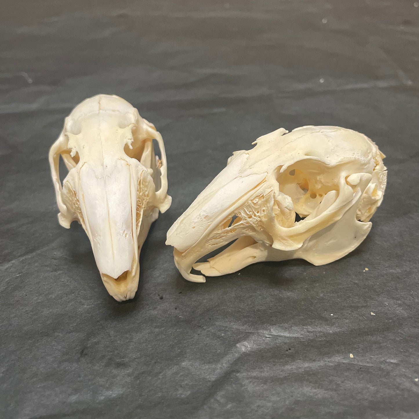 Rabbit skull