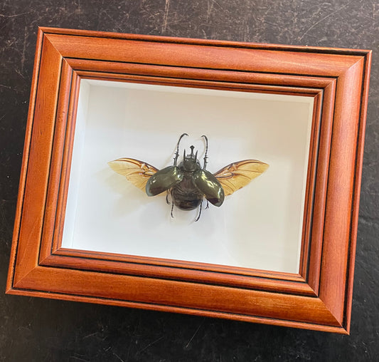 Atlas Beetle frame