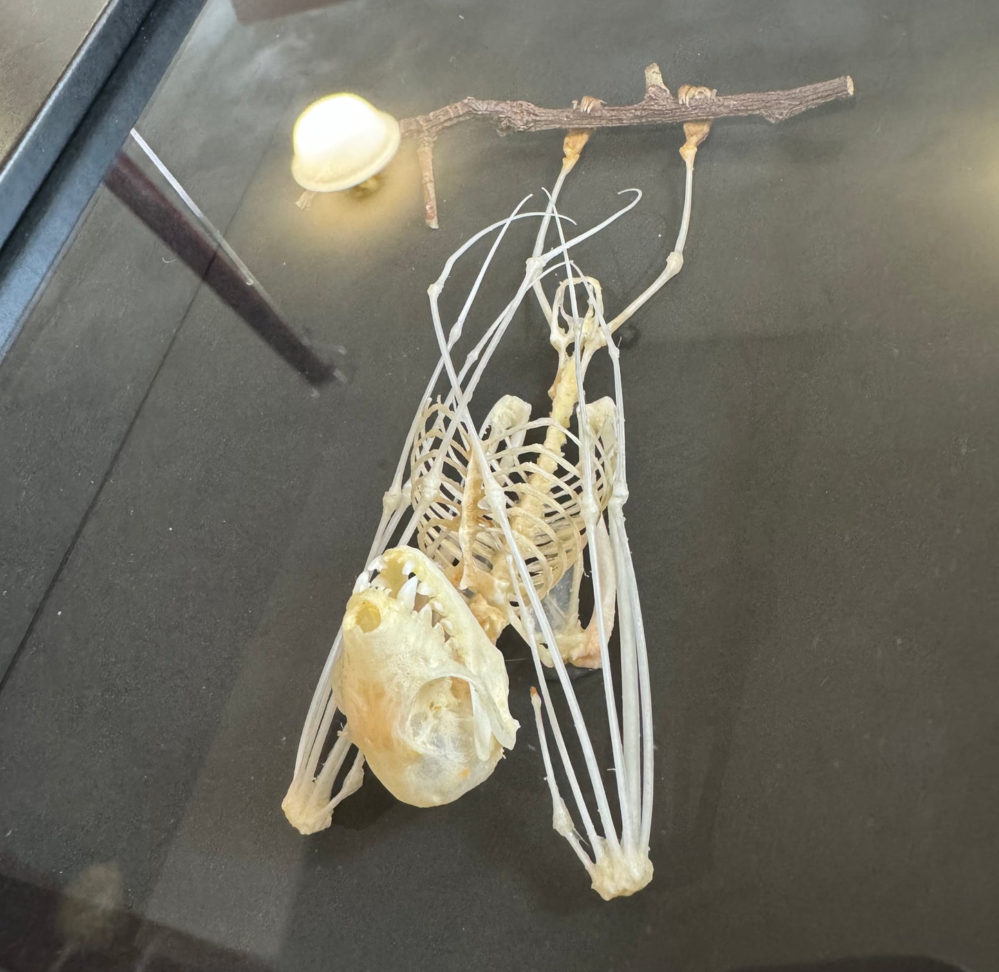 Hanging bat skeleton