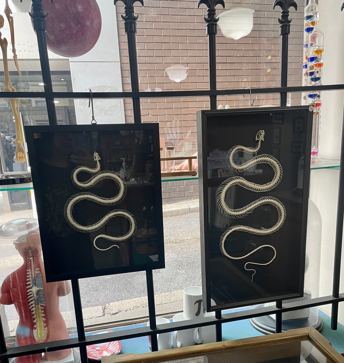 Snake Skeletons