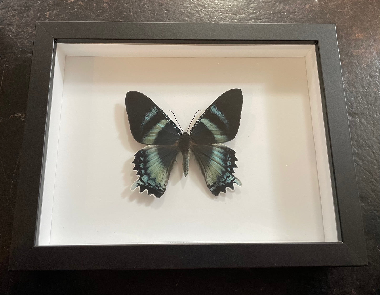 Zodiac Moth