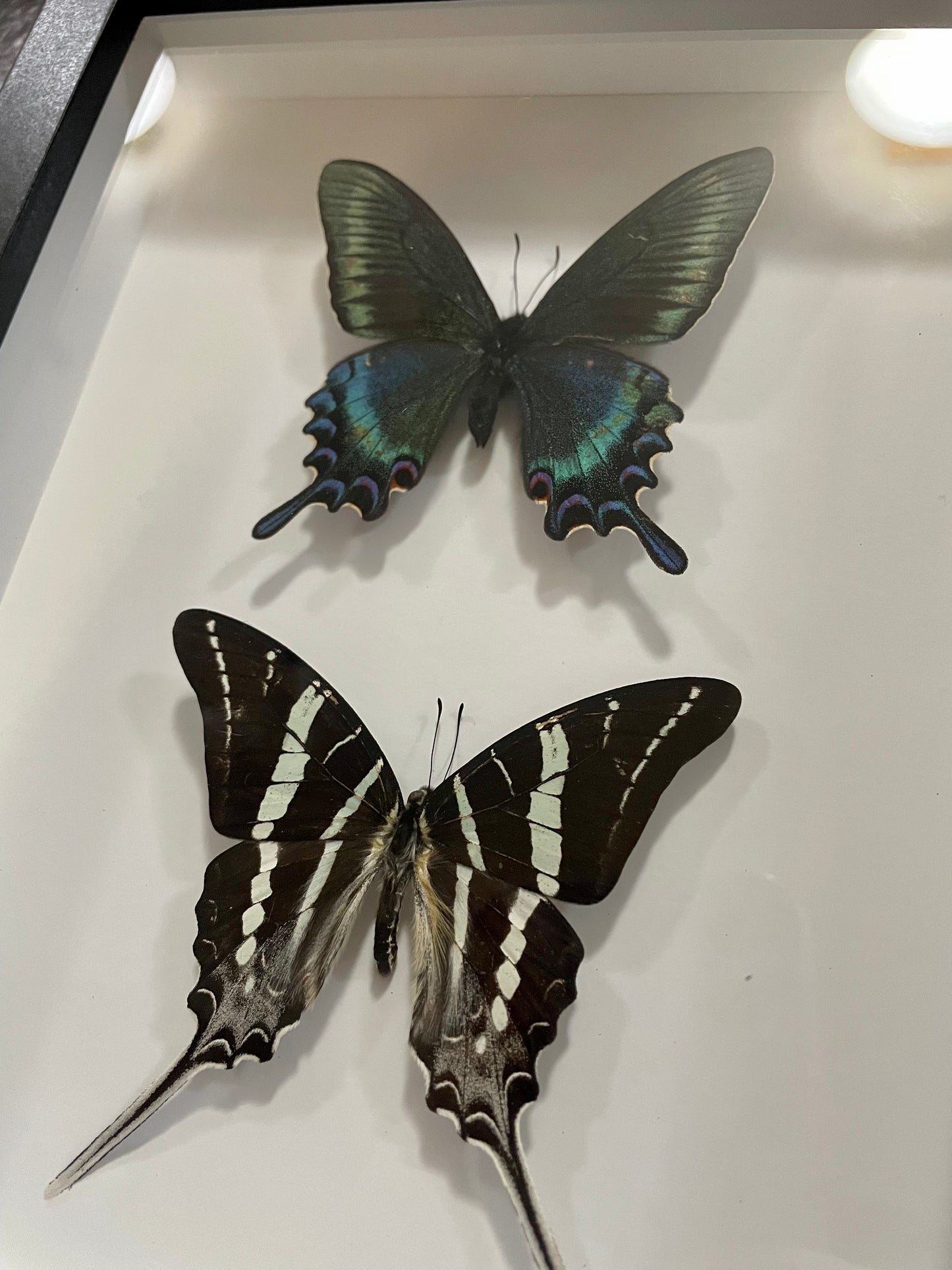 Double-butterfly frame, small