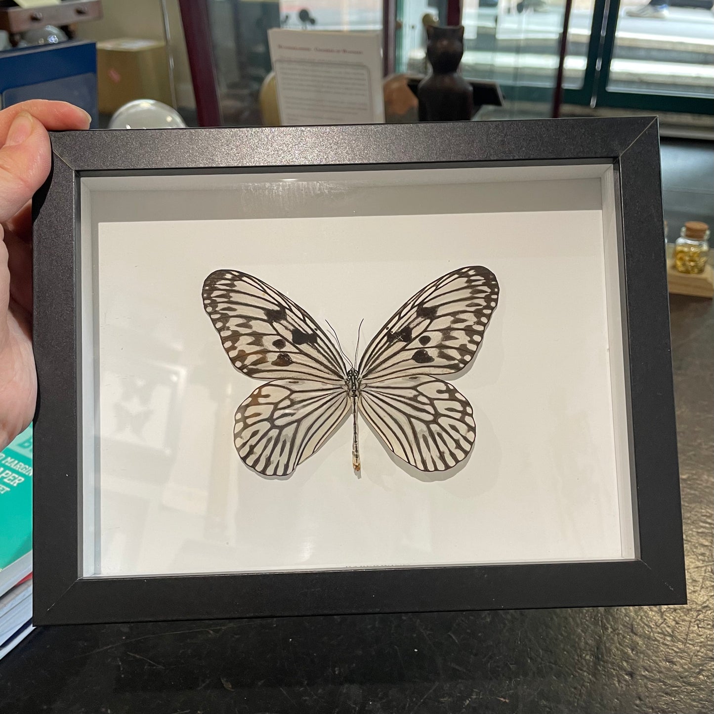 Paper wing butterfly