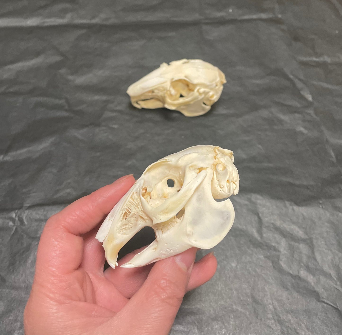 Rabbit skull