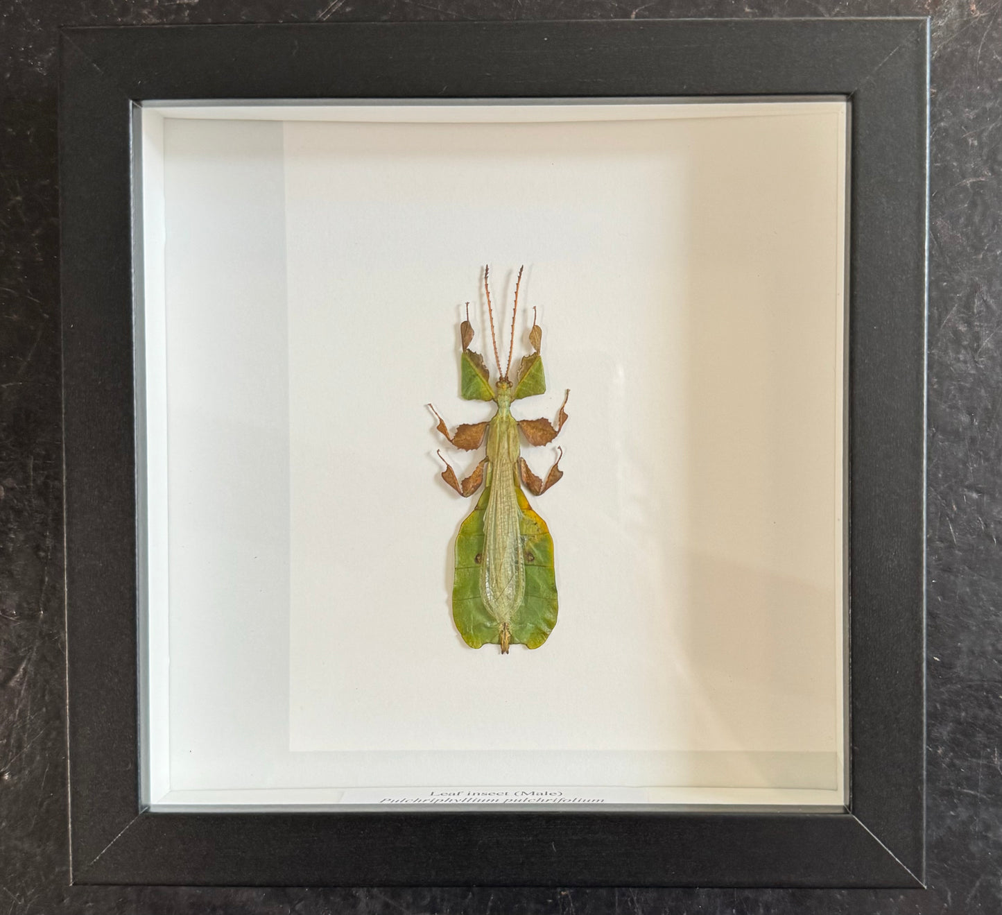 Leaf insect