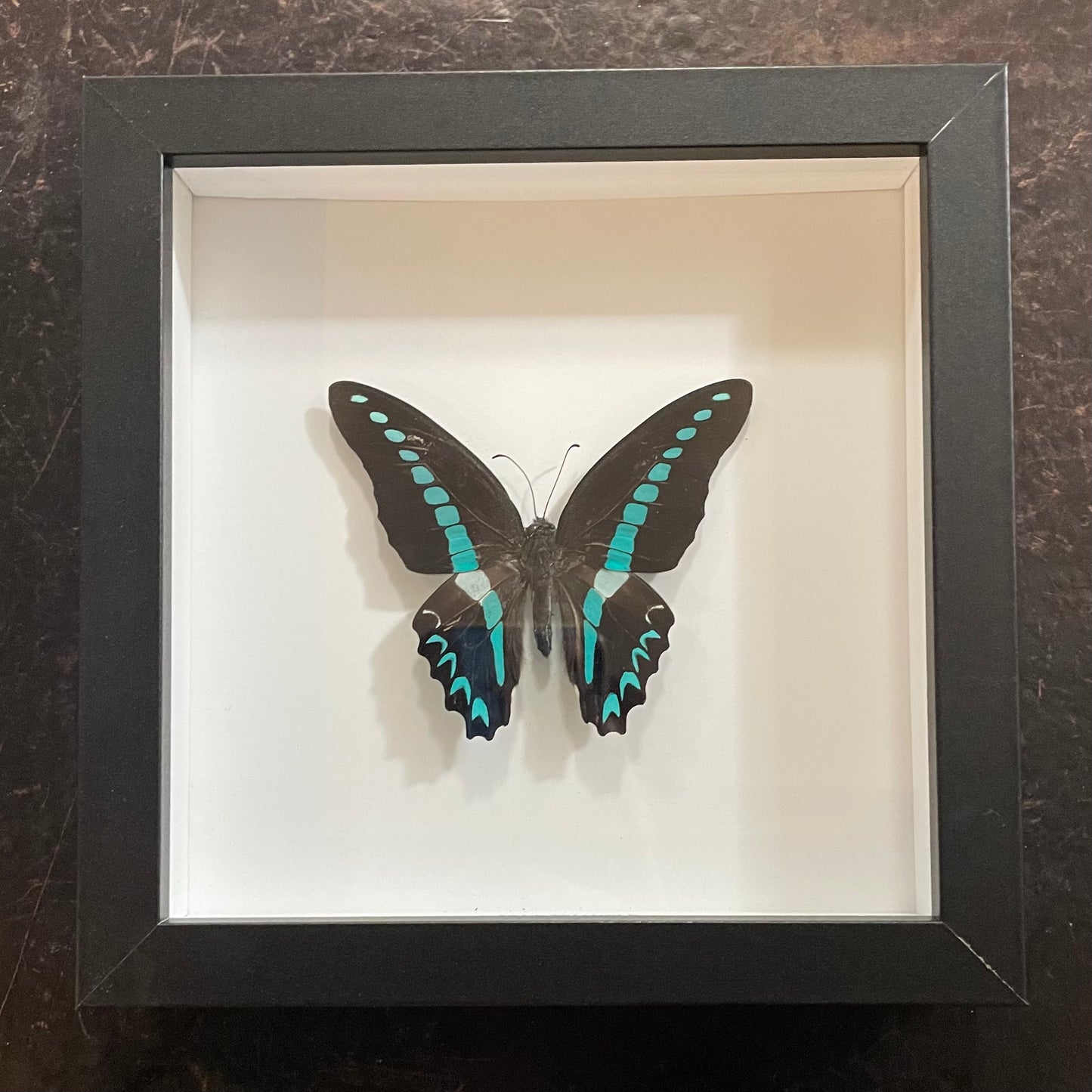Blue Triangle Butterfly
