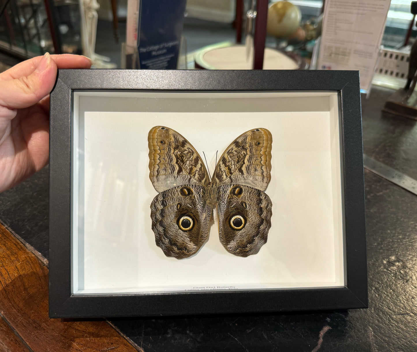 Owl Butterfly
