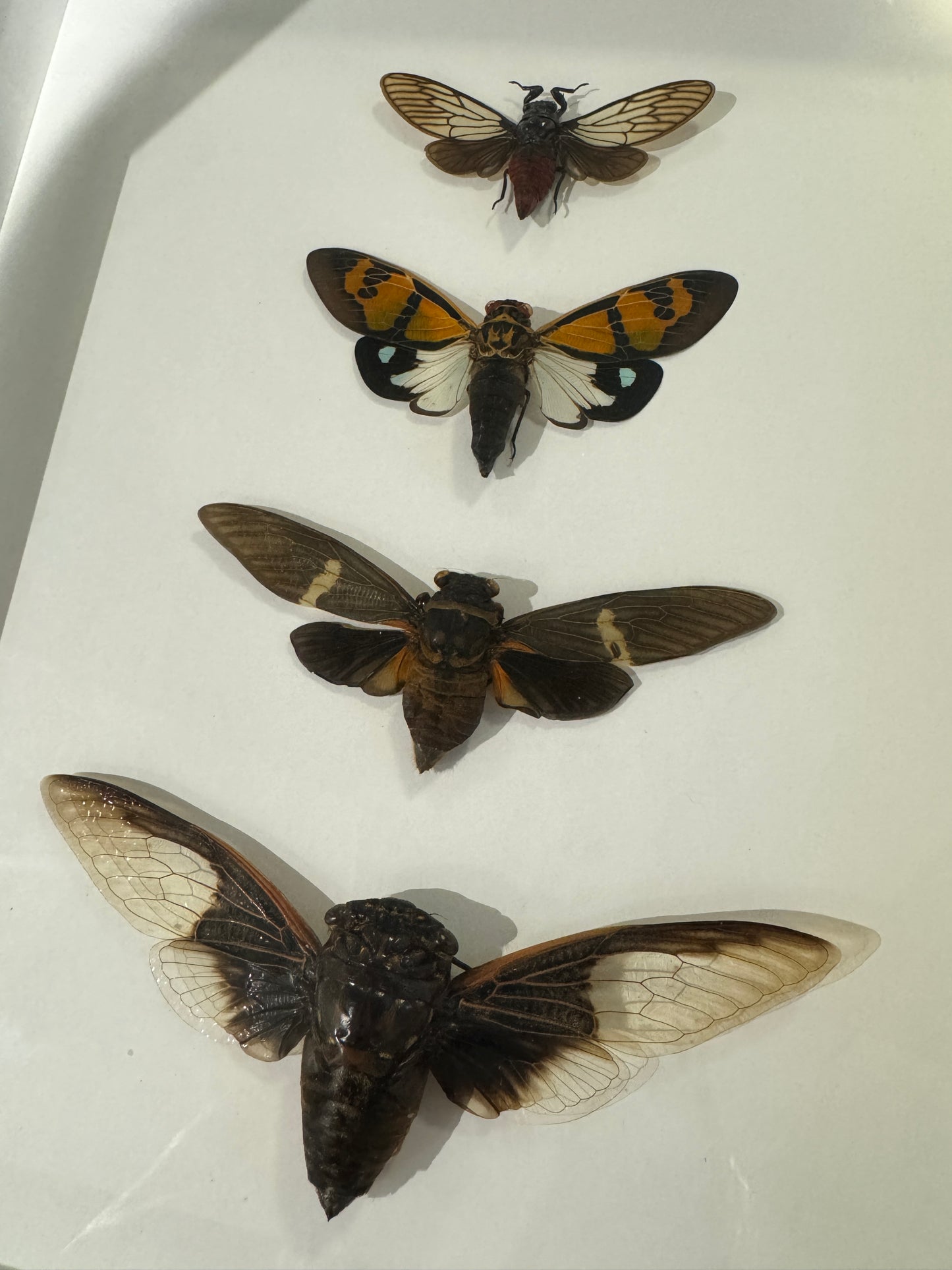 4 kinds of cicadas