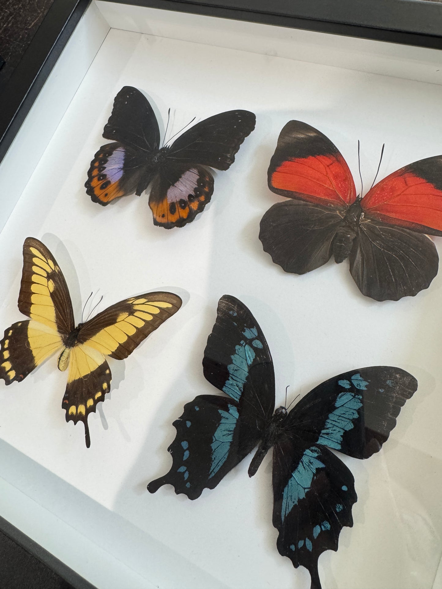 4 butterflies