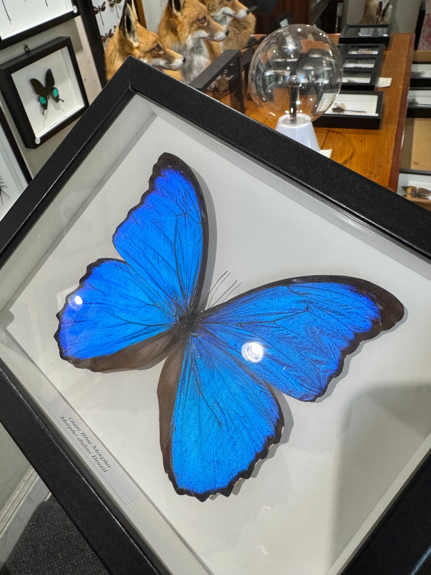 Giant Blue Morpho Butterfly