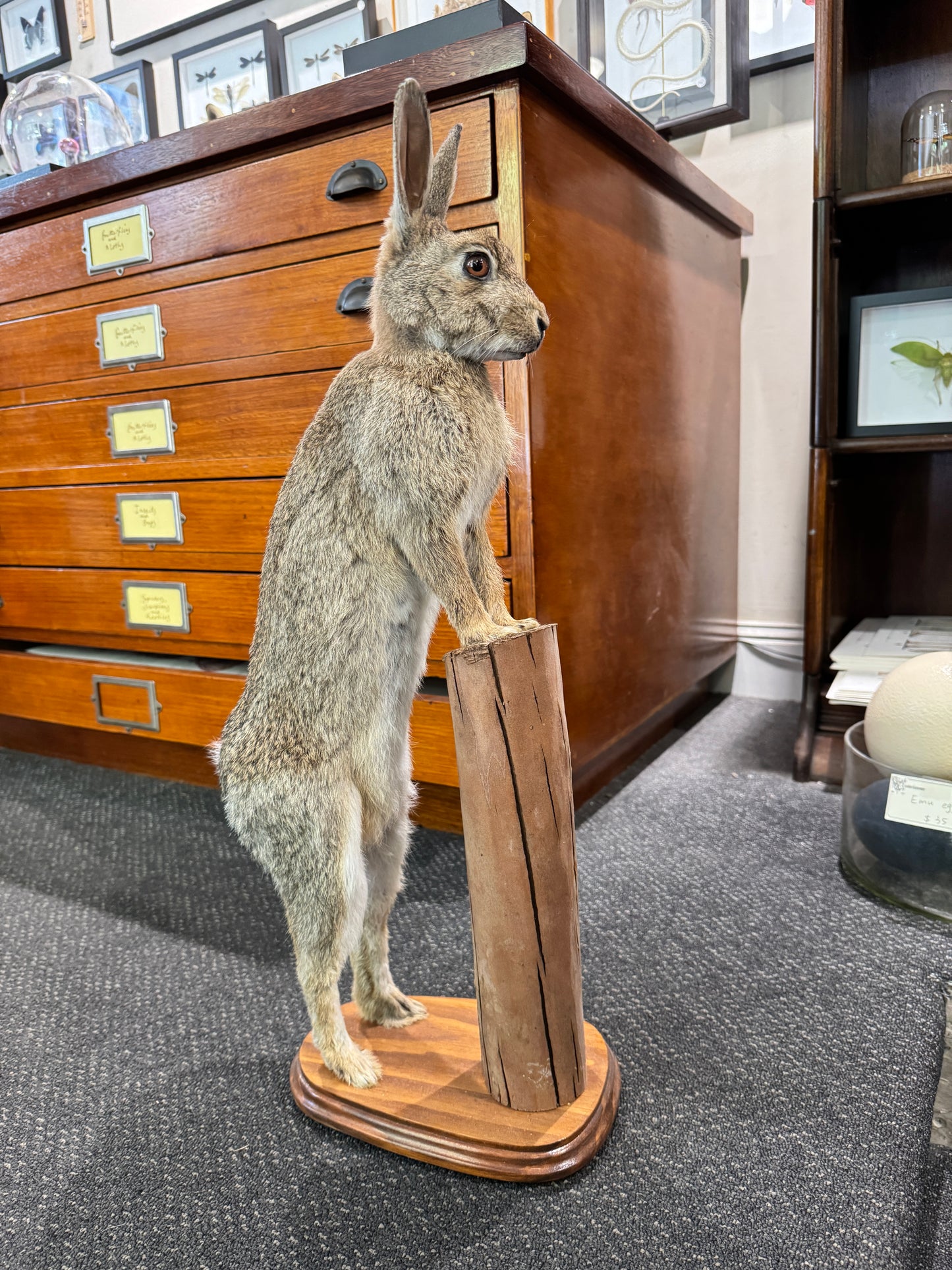 Taxidermy Bunny rabbit