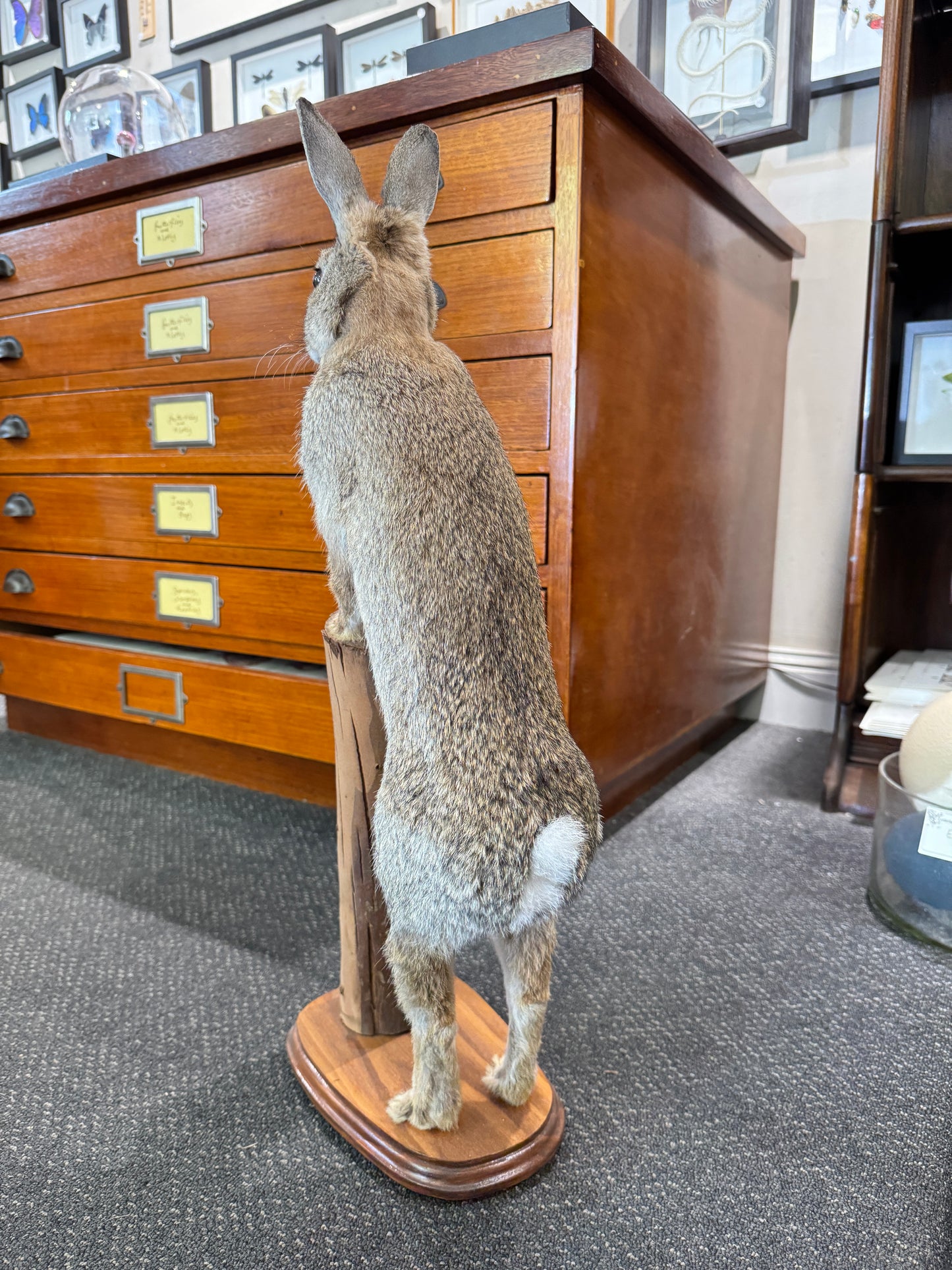 Taxidermy Bunny rabbit
