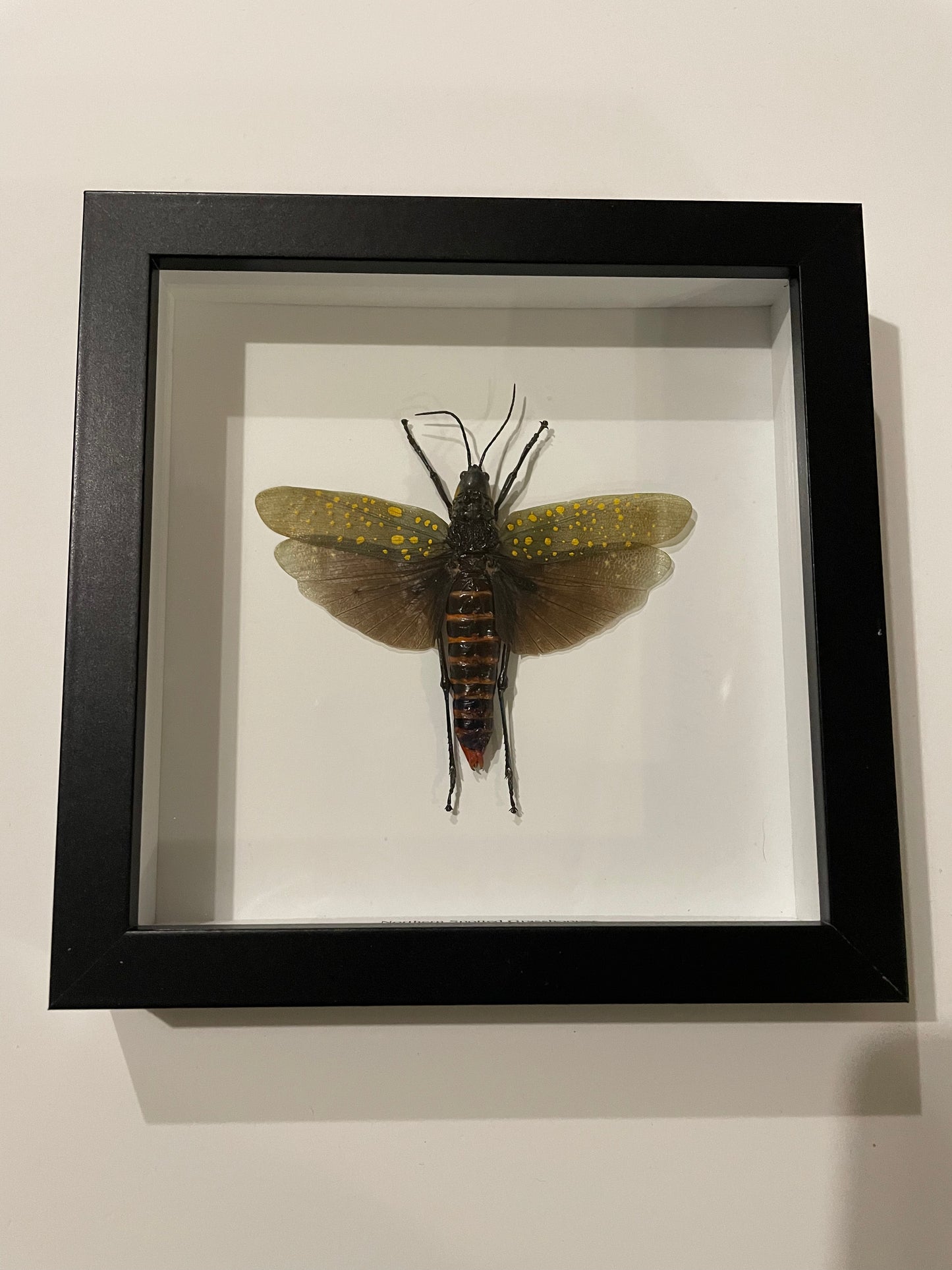 Northern Spotted Grasshopper