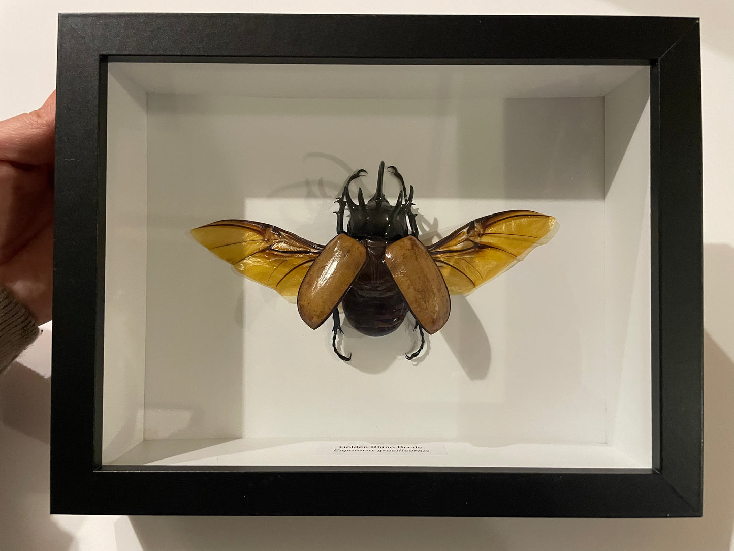 Golden Rhino Beetle