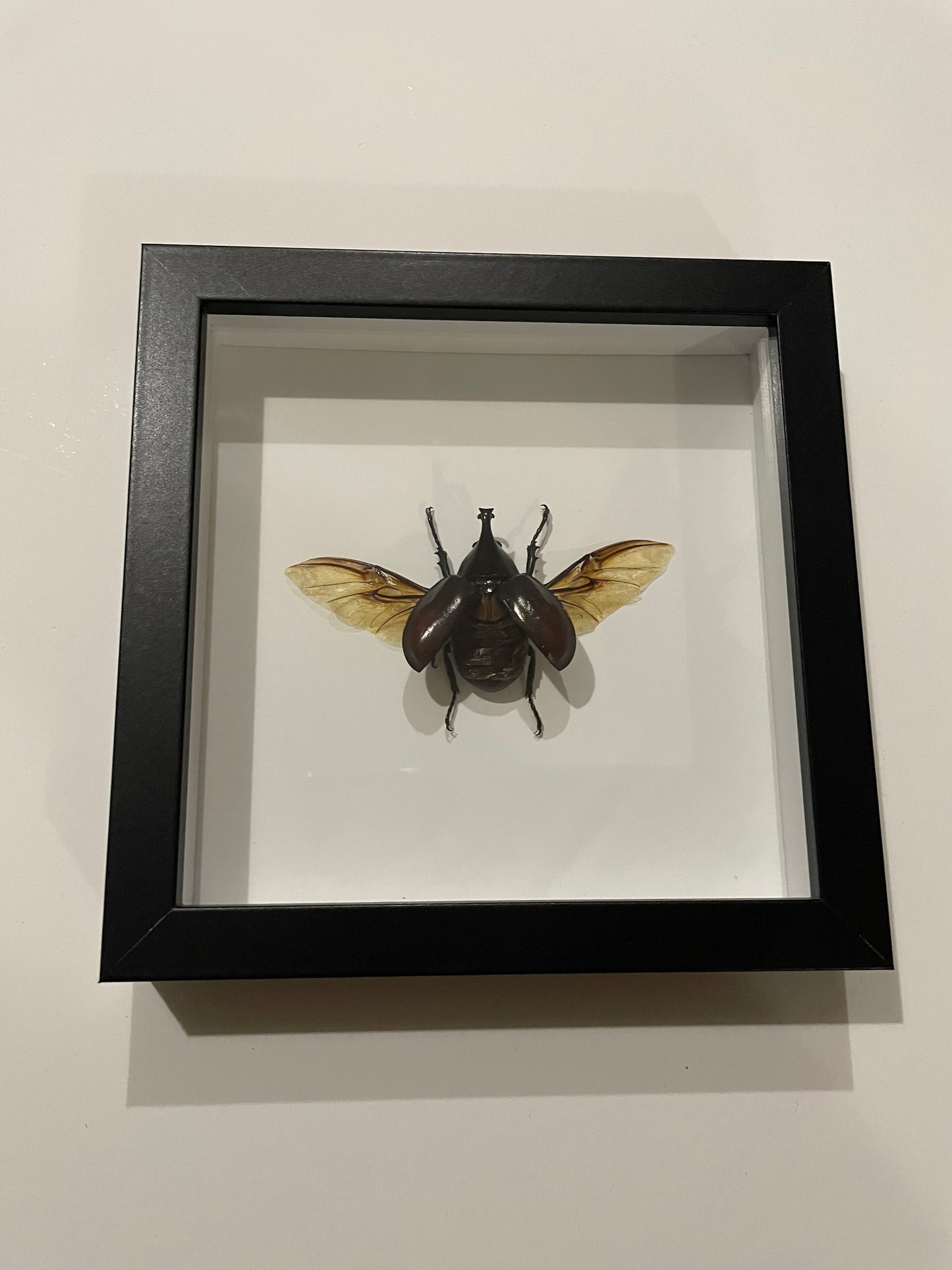 Rhino Beetle