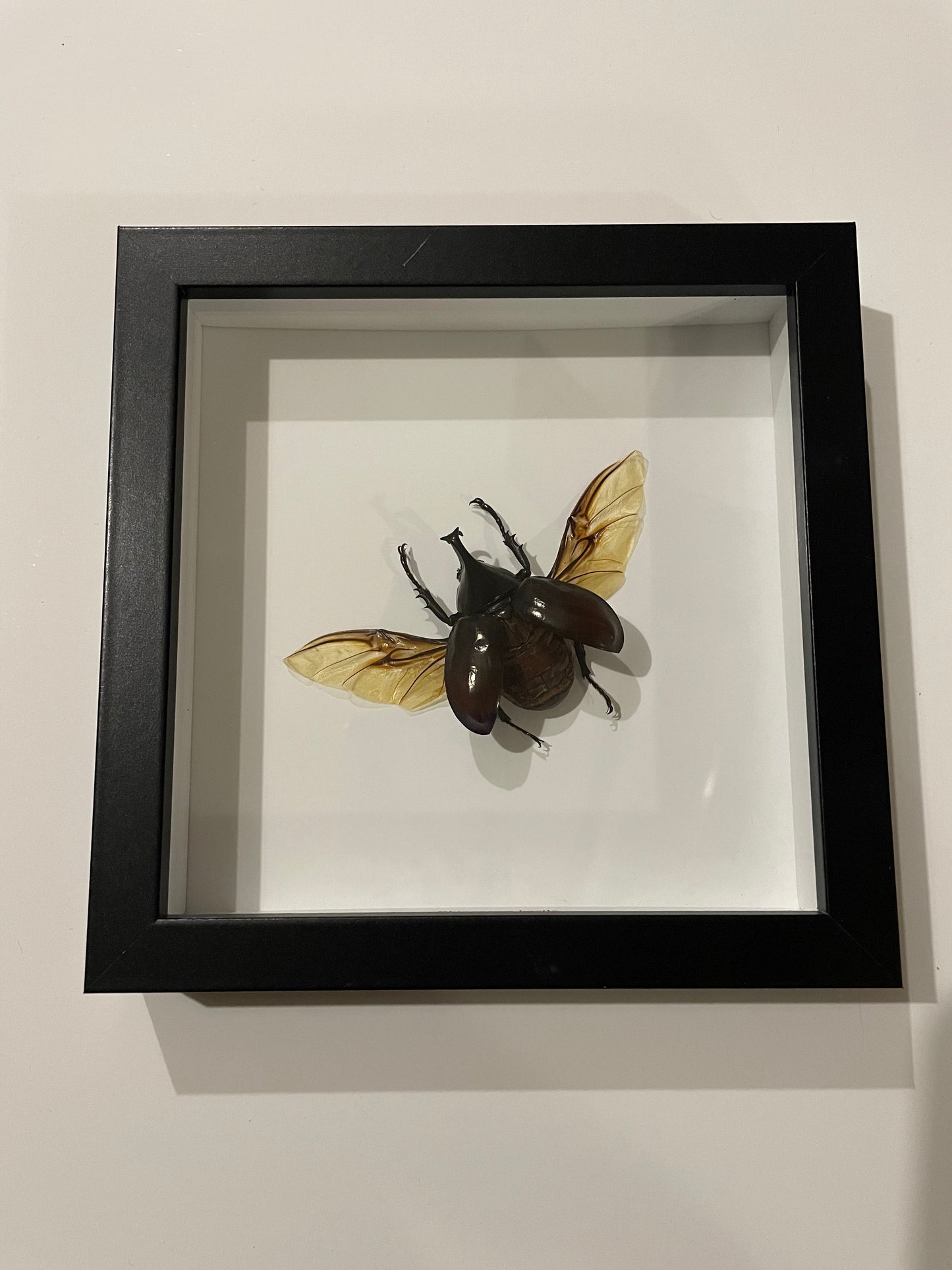 Rhino Beetle