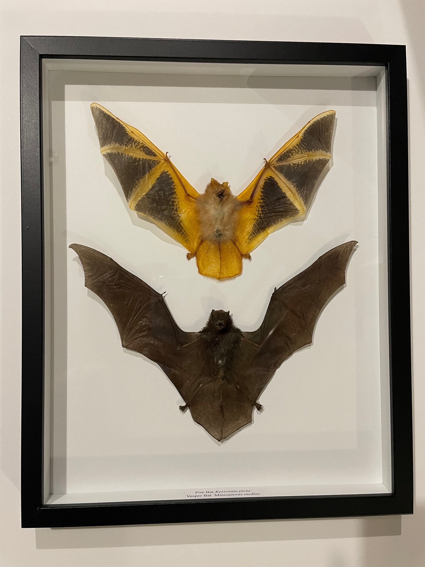 Bats frame