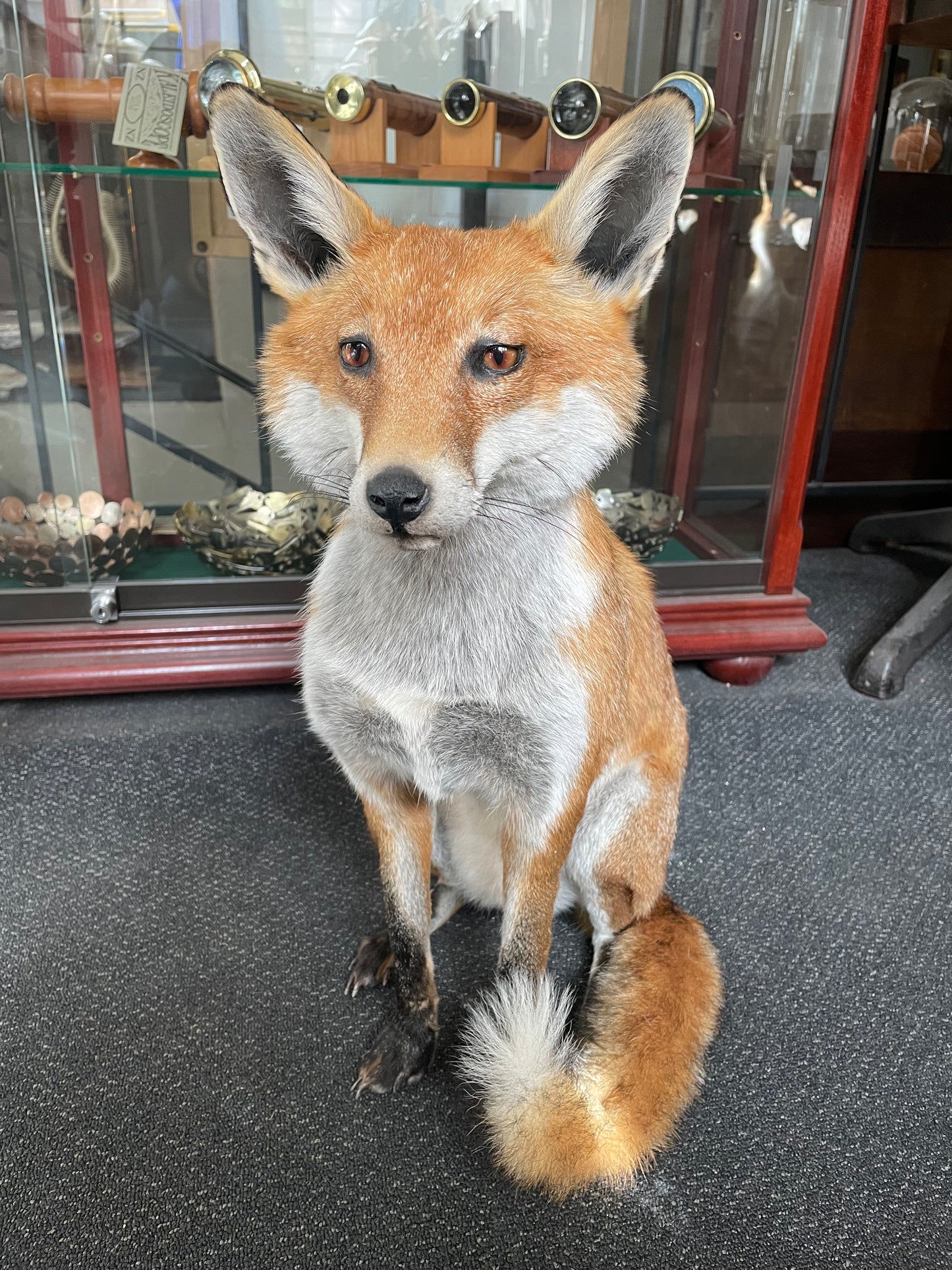 Taxidermy Foxes
