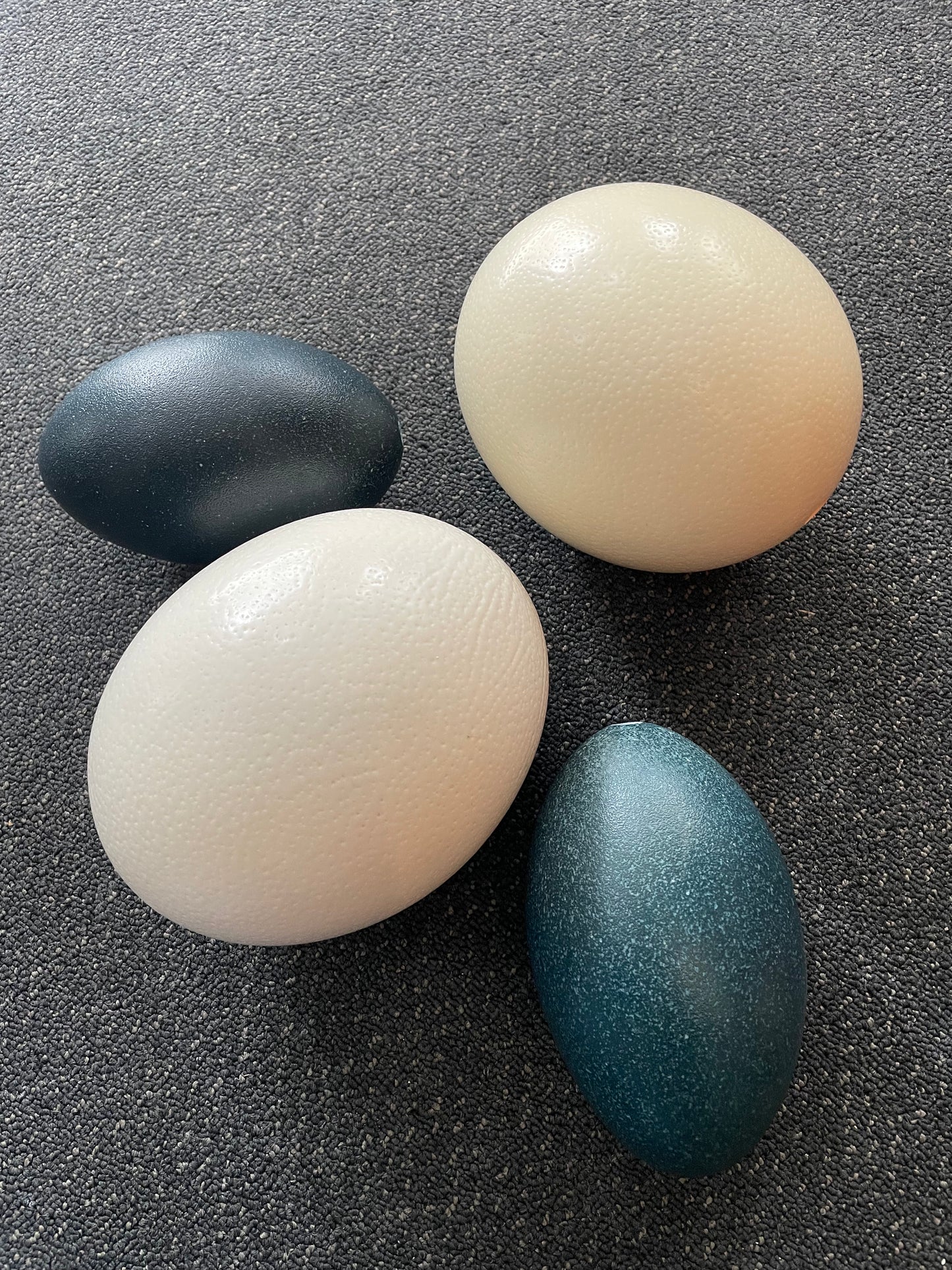 Ostrich/ Emu eggs