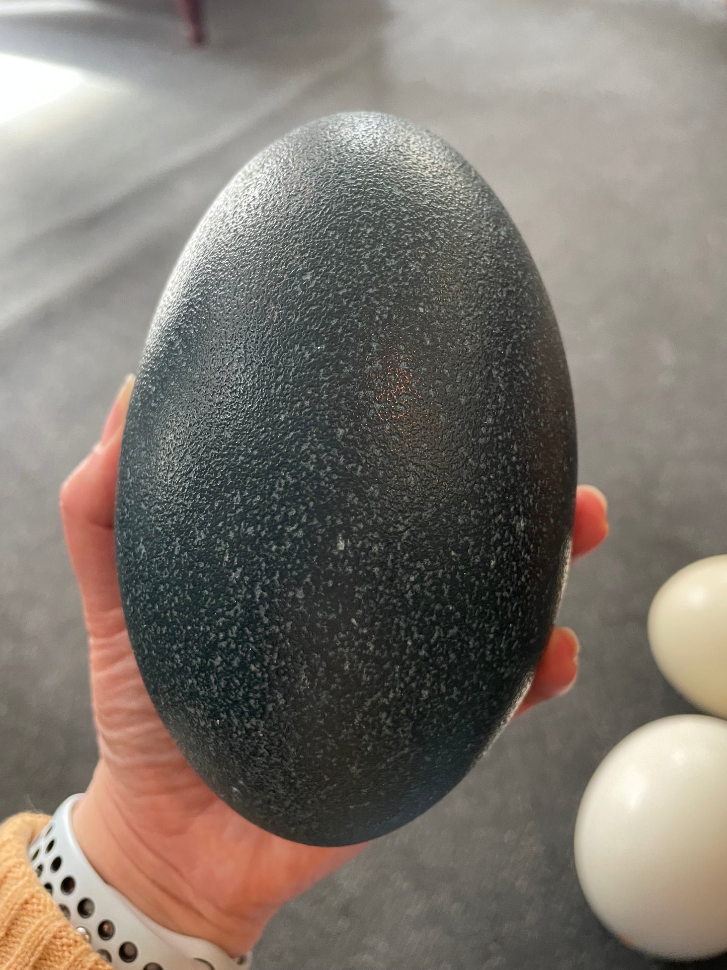 Ostrich/ Emu eggs
