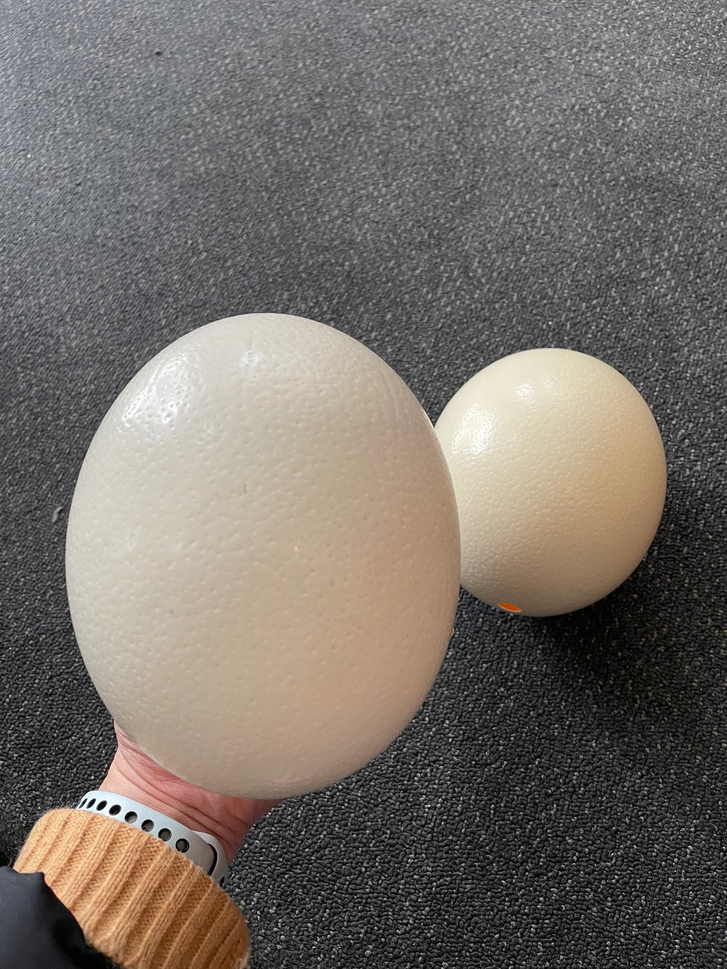 Ostrich/ Emu eggs
