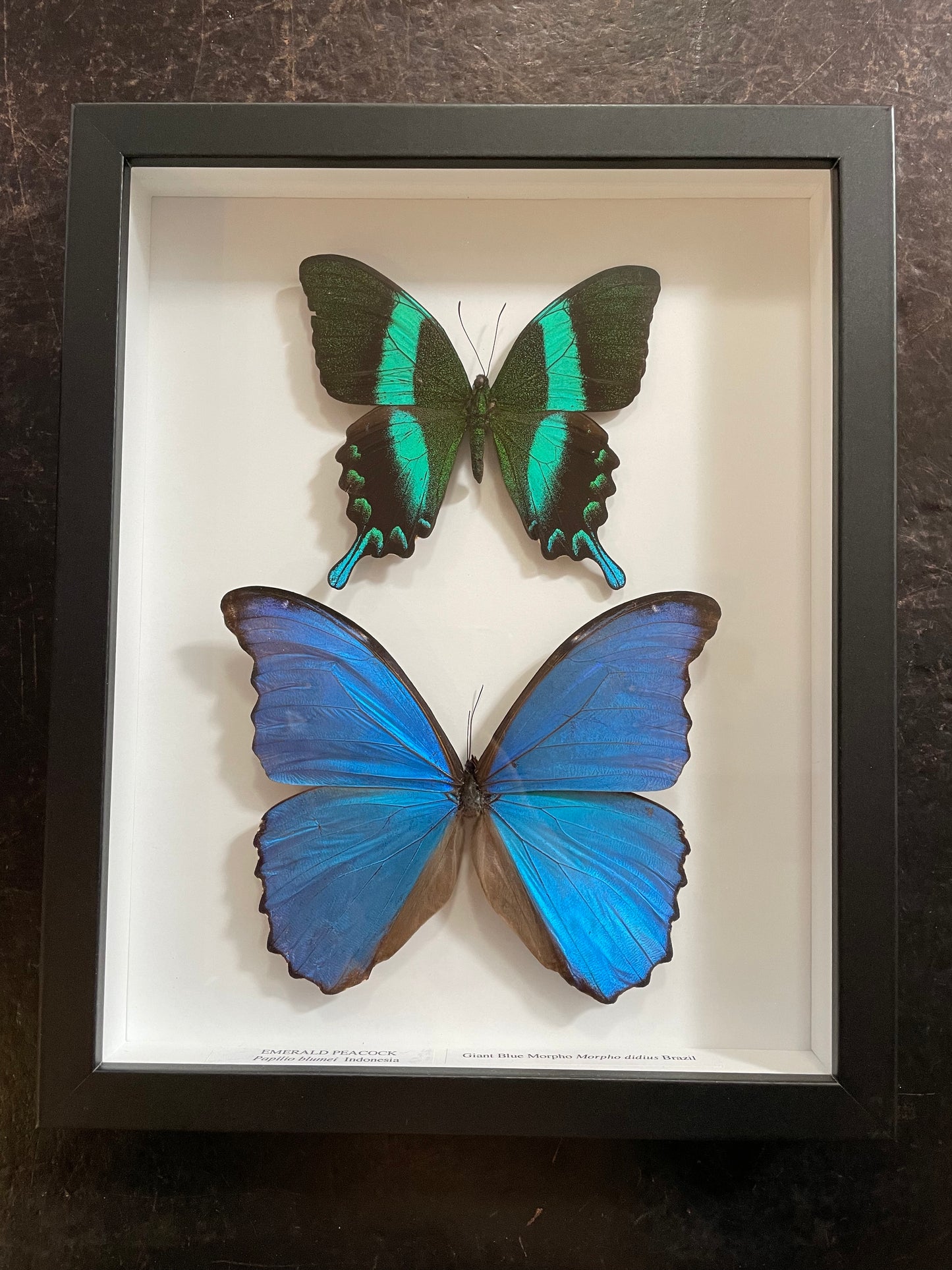Framed Double Butterflies