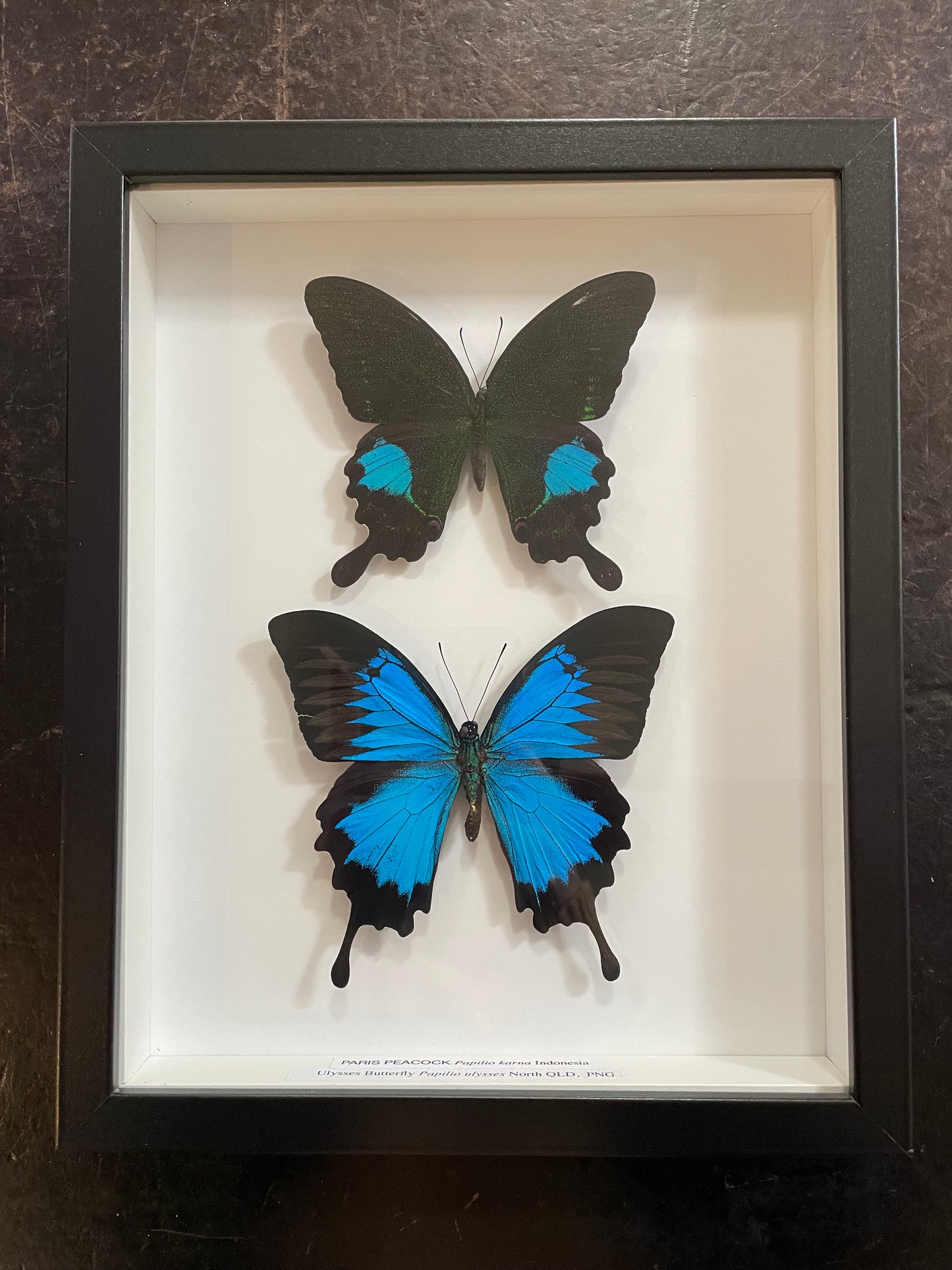 Framed Double Butterflies