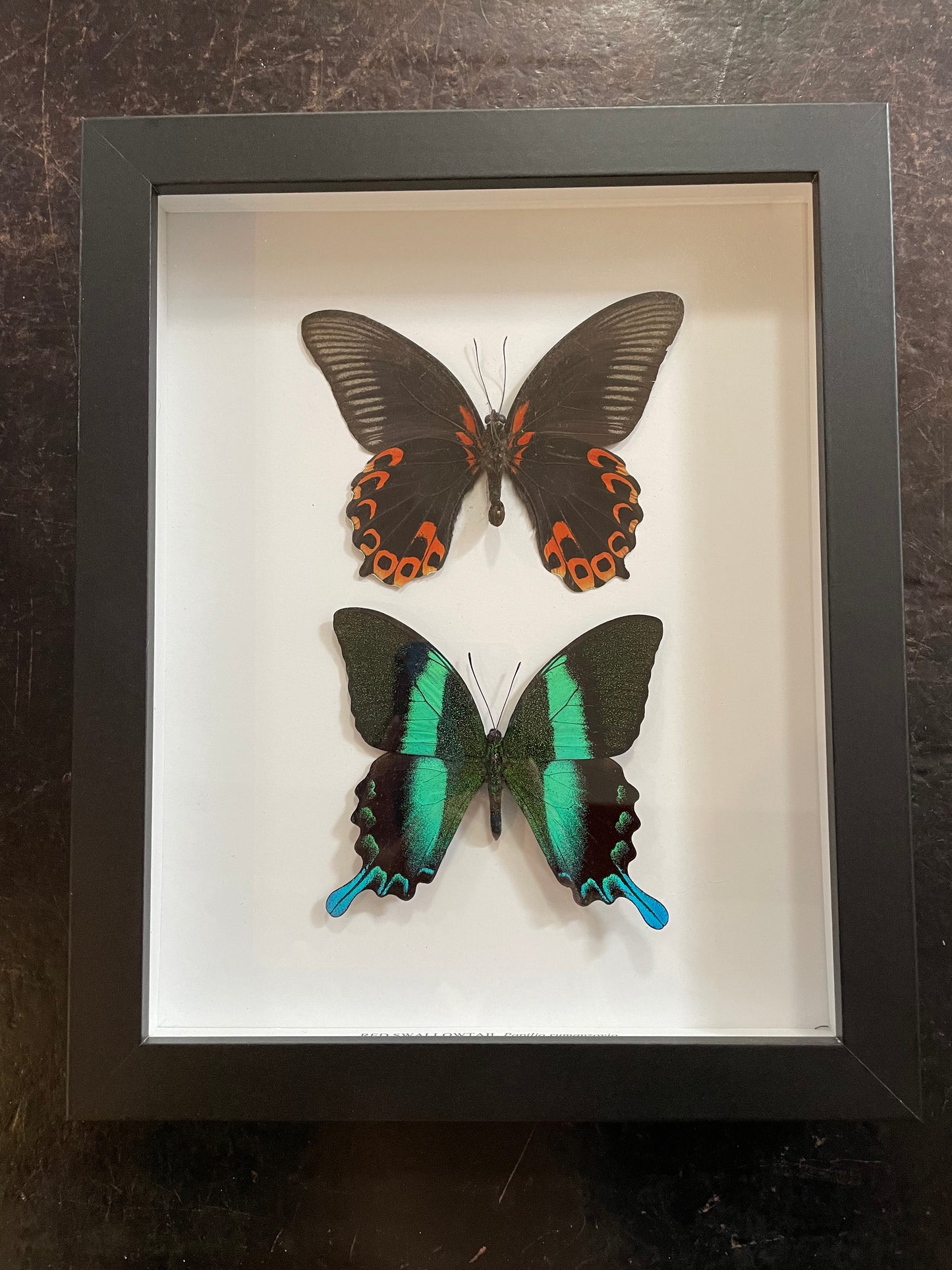 Framed Double Butterflies