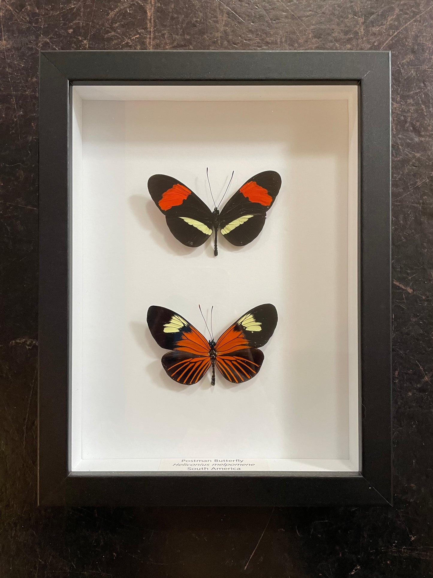 Framed Double Butterflies
