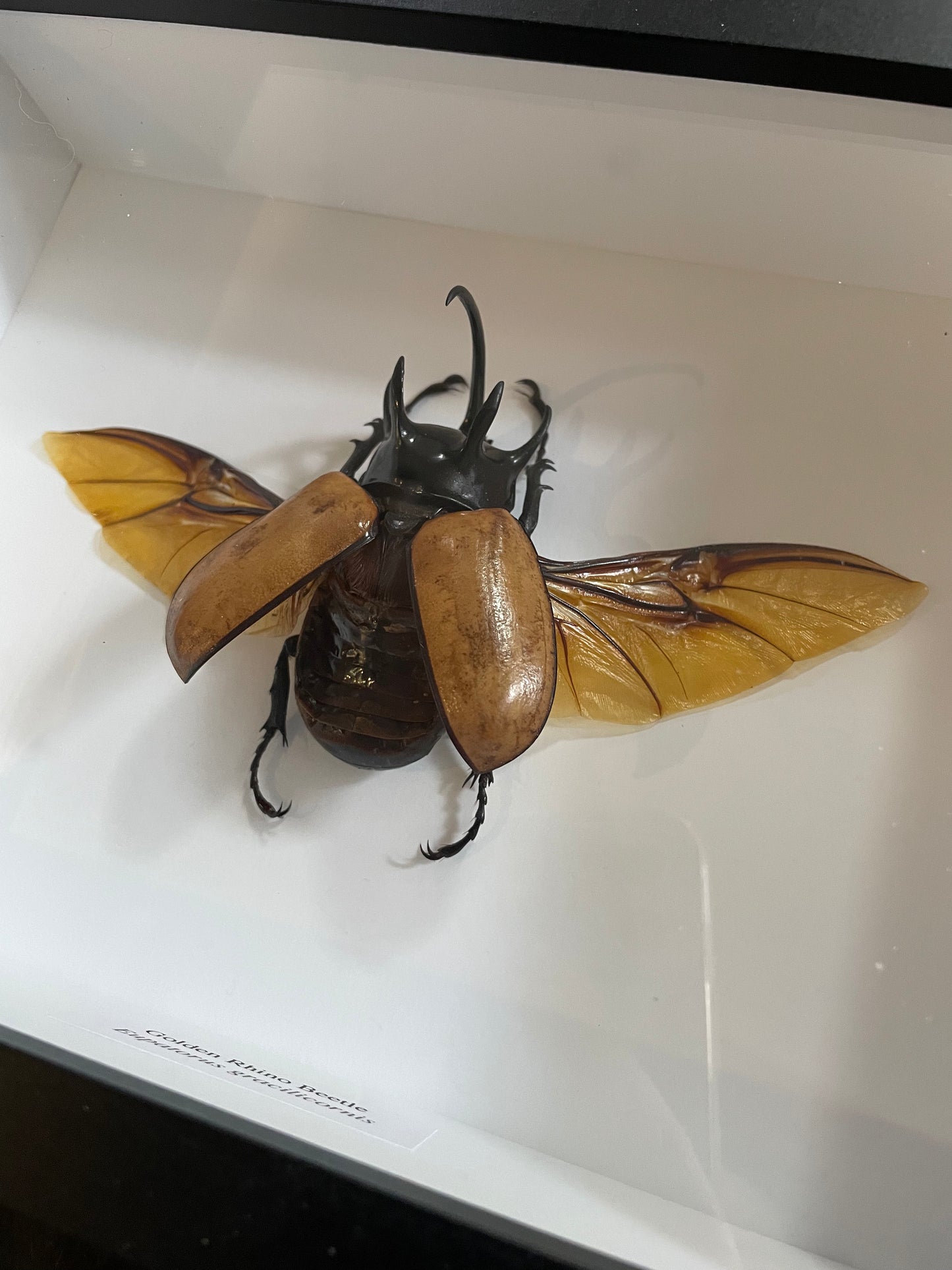 Golden Rhino Beetle