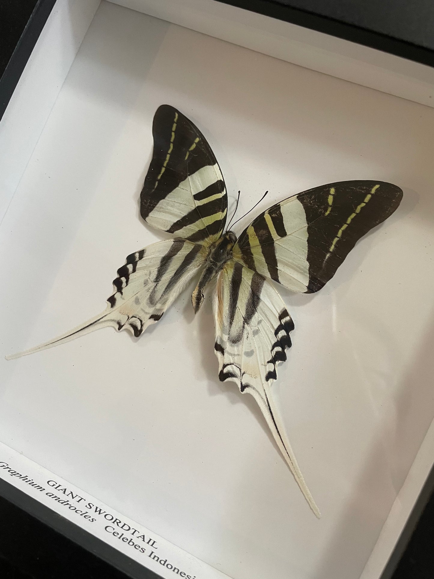 Giant Swordtail