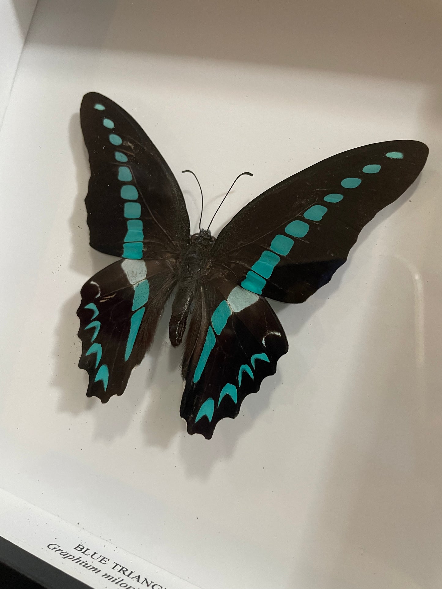 Blue Triangle Butterfly